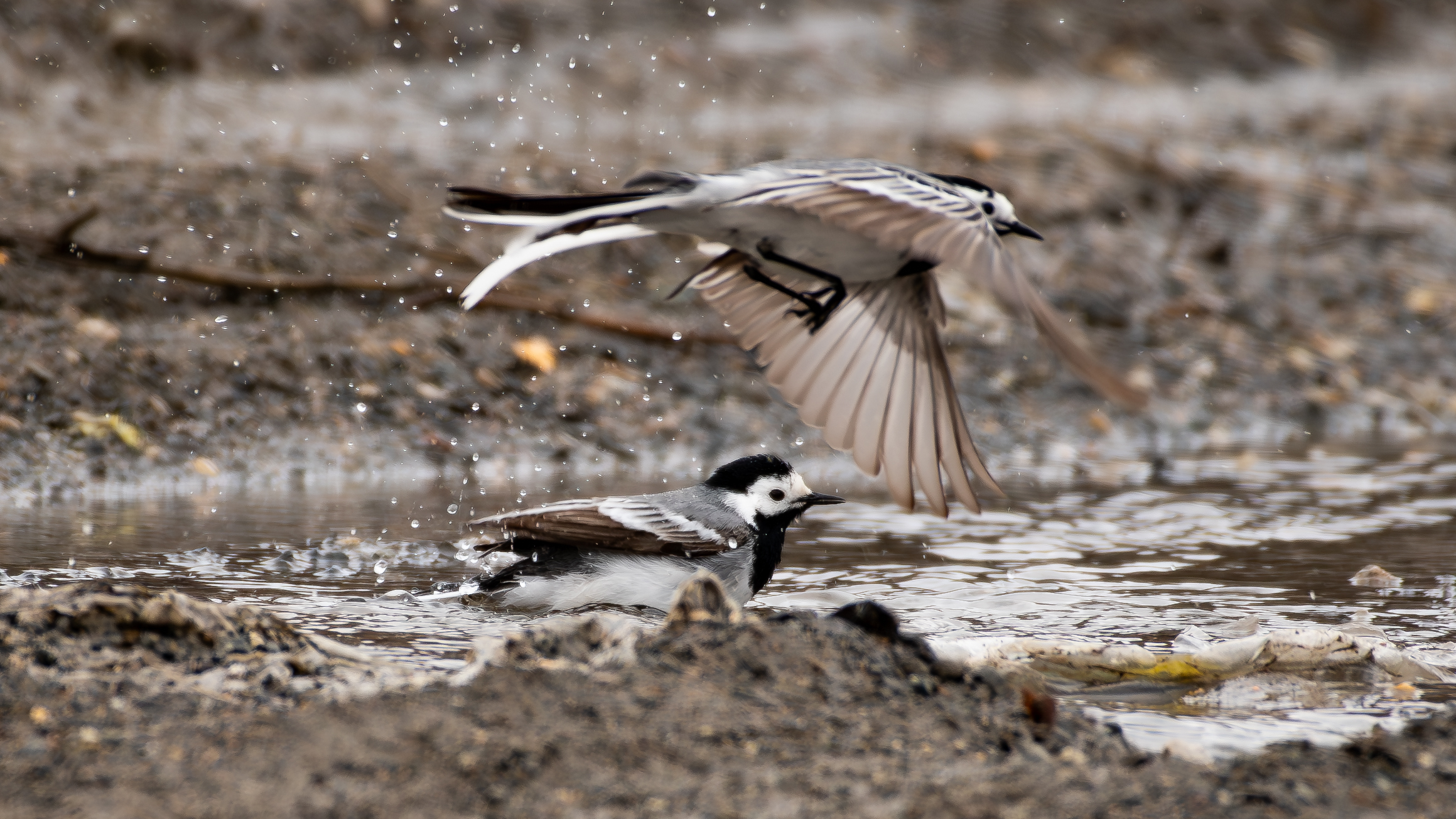 White Wagtail